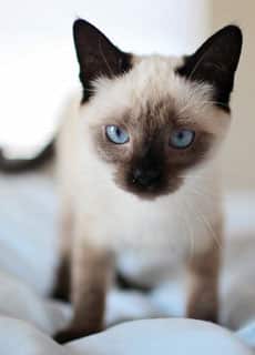 A close-up image of a Siamese cat with blue eyes and dark facial features, standing on a white surface. The cat's ears are pointed, and its fur is light with darker accents on the face, ears, and paws. The background is softly blurred like in a veterinarian's office.