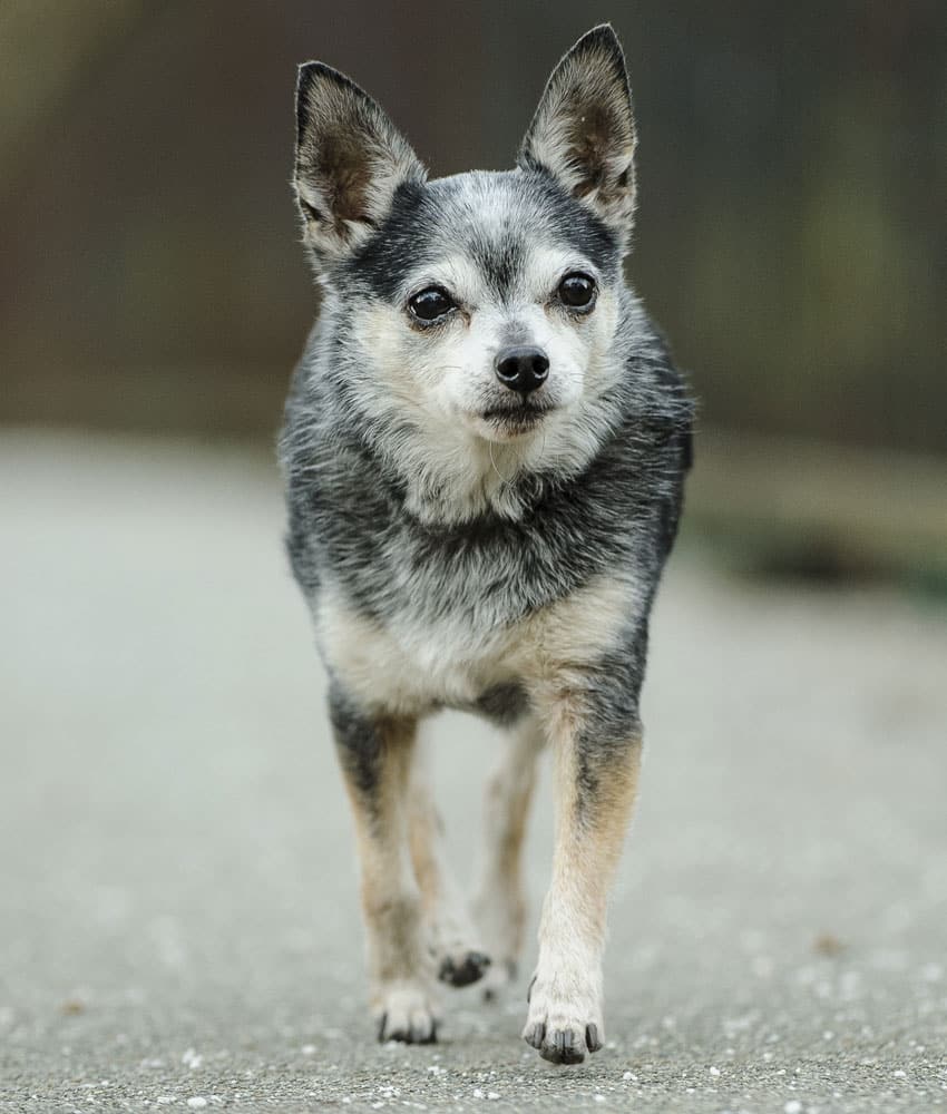 A small gray and white chihuahua with perky ears and a graying muzzle, fresh from a visit to the vet, walks on a concrete pathway. The background is slightly blurred, emphasizing the dog as the main focus.