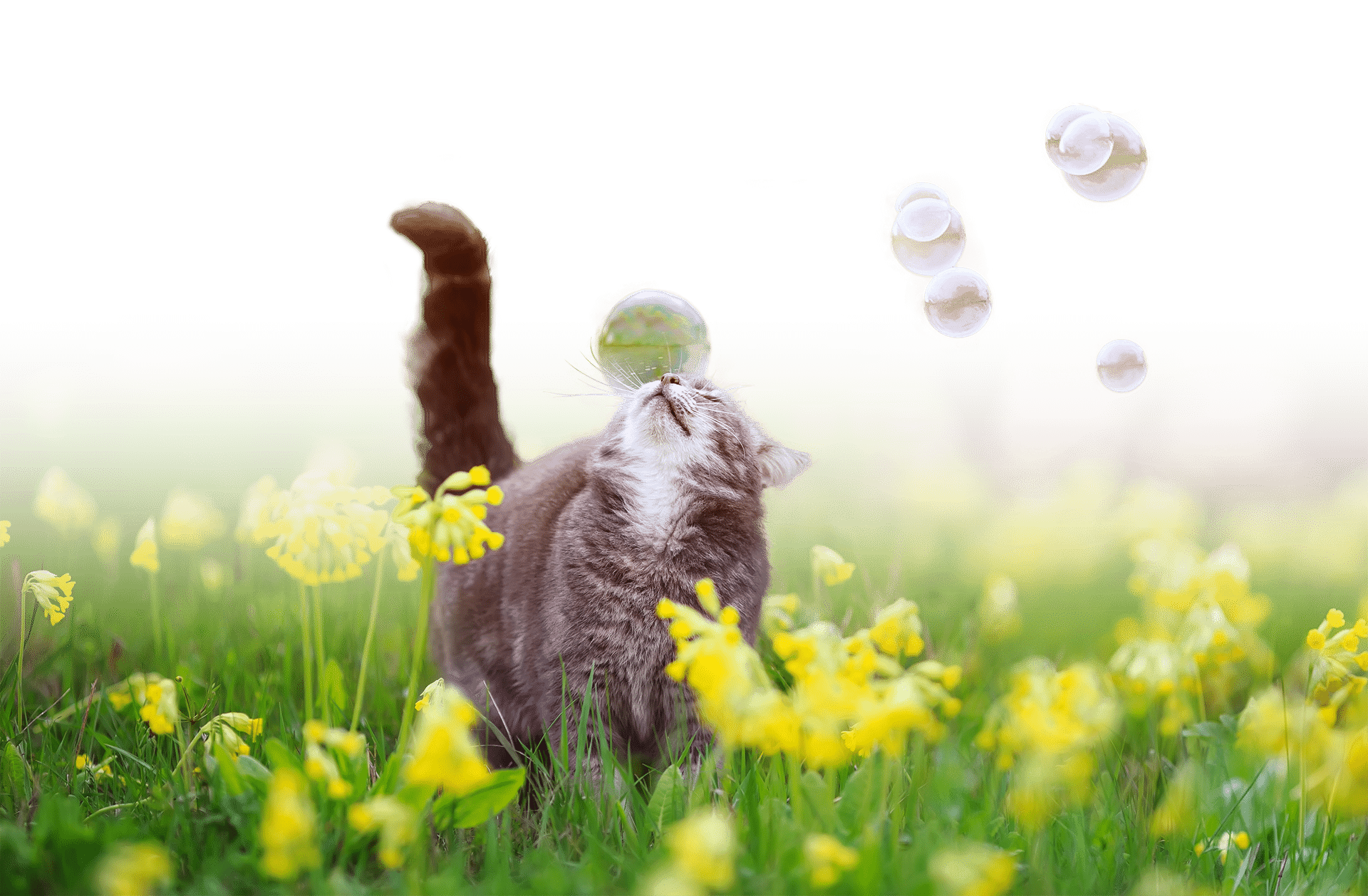 A playful gray tabby cat is seen leaping among vibrant yellow flowers in a green field, reaching up towards bubbles floating in the air. Its whiskers are perked, and the scene is bright and lively, evoking a sense of joy and curiosity, much like a visit to the vet where new adventures await.