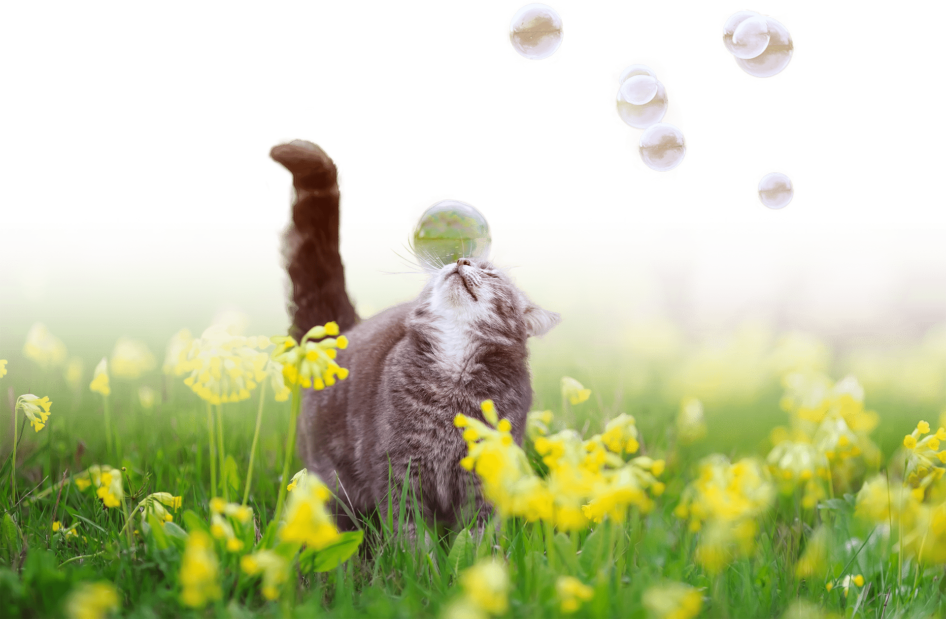 A fluffy gray cat with white markings is seen standing in a field of yellow flowers, playfully stretching upward to swat at a group of soap bubbles floating in the air. Recently given a clean bill of health by the veterinarian, it revels in this peaceful and dreamy atmosphere.